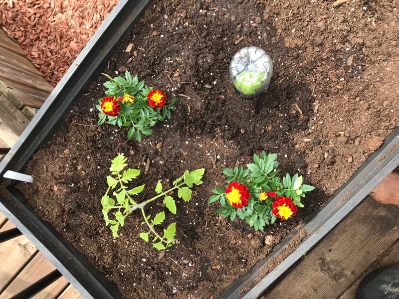 Companion Planted Beds