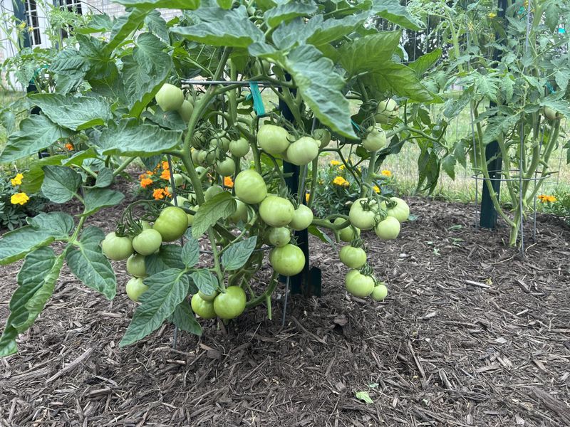 Tomatoes