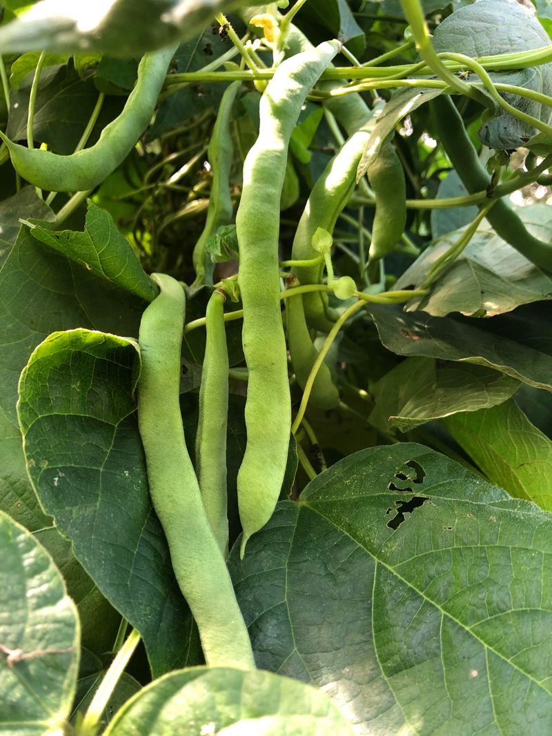 Beans (Pole Varieties)