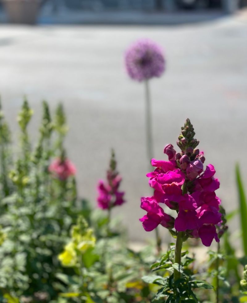 Snapdragons