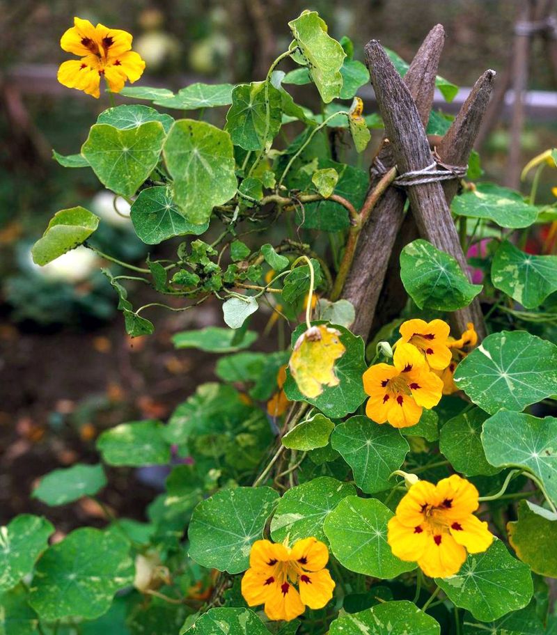 Trailing Nasturtiums
