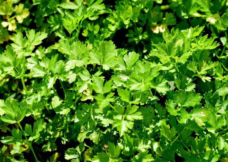 Cilantro: The Bolting Saboteur