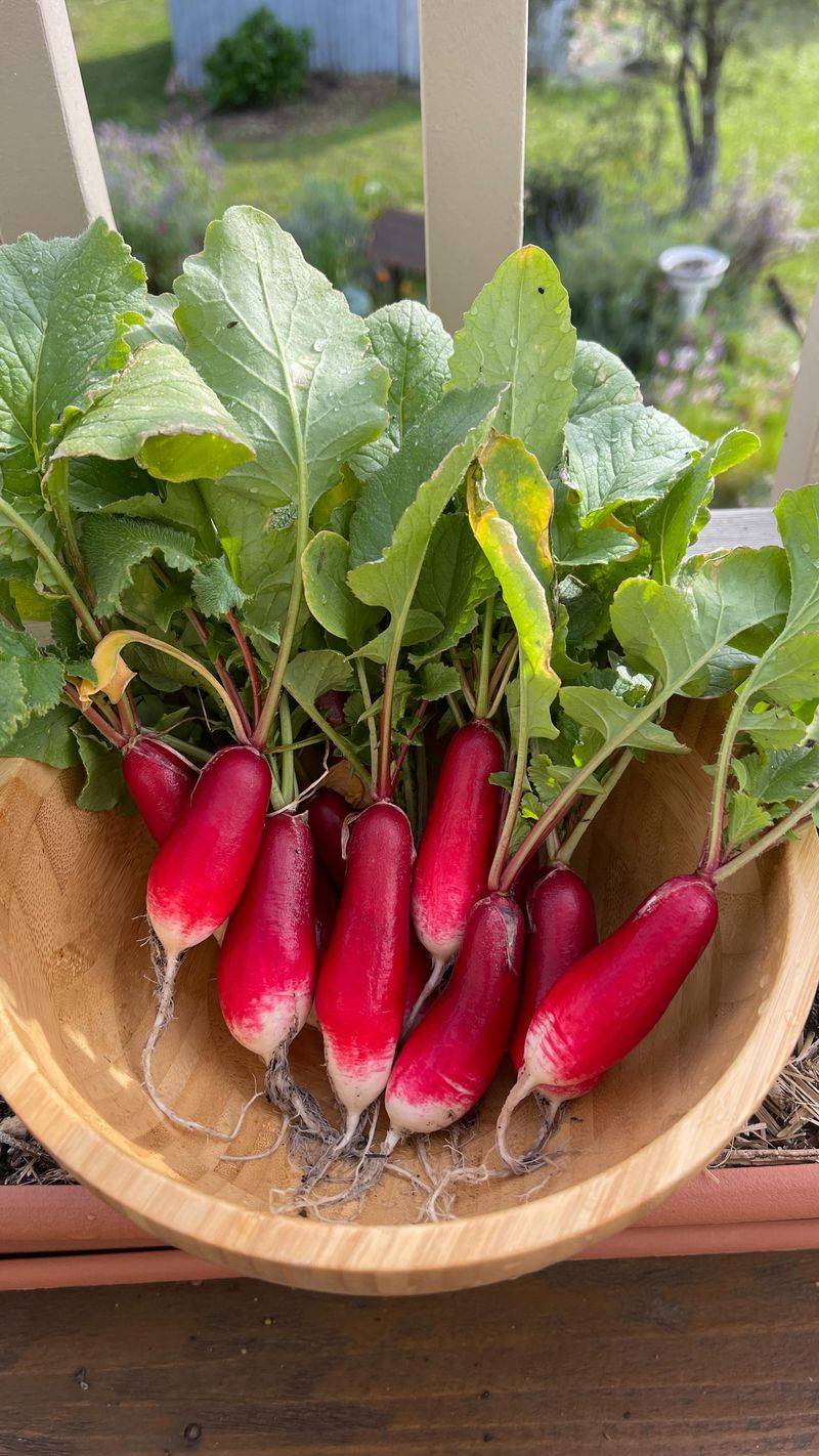 Radishes: Spicier Punch In Pots