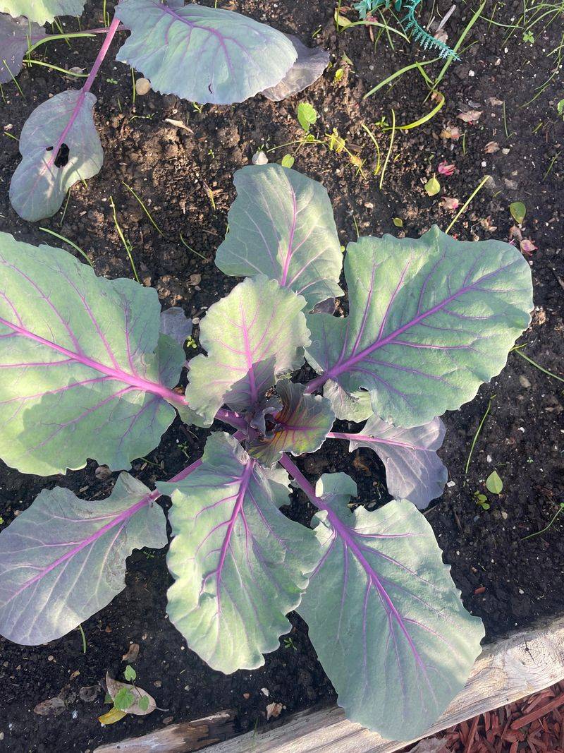 Brassicas - Chemical Conflicts