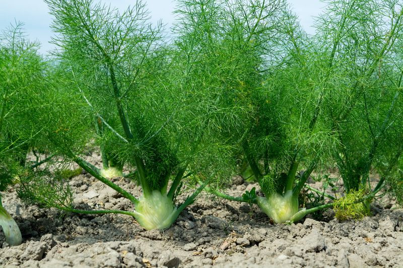 Fennel - Lettuce's Enemy