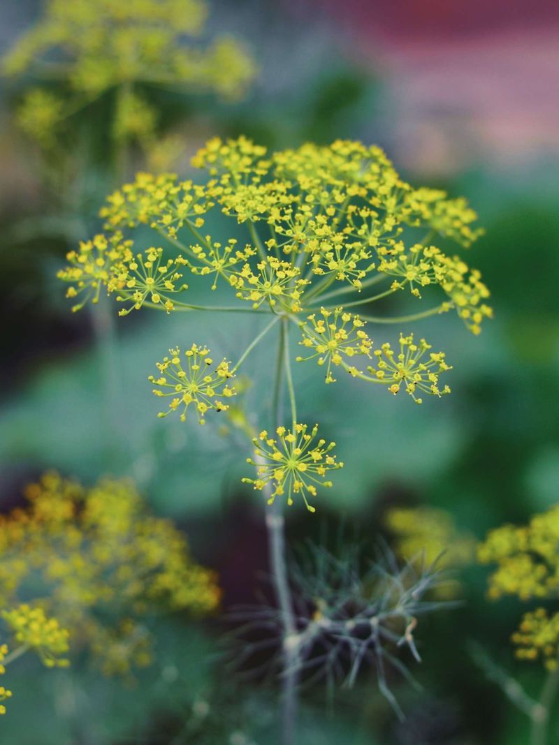 Dill Disrupts Bean Development