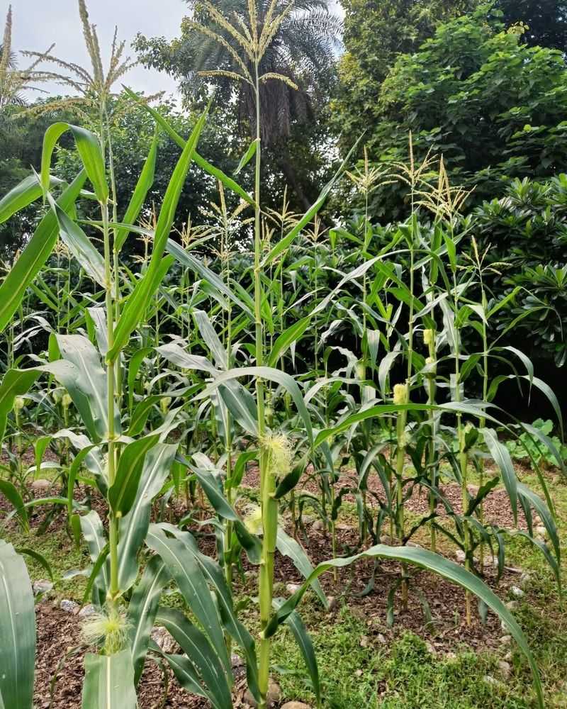 Corn: The Obvious Vertical Failure