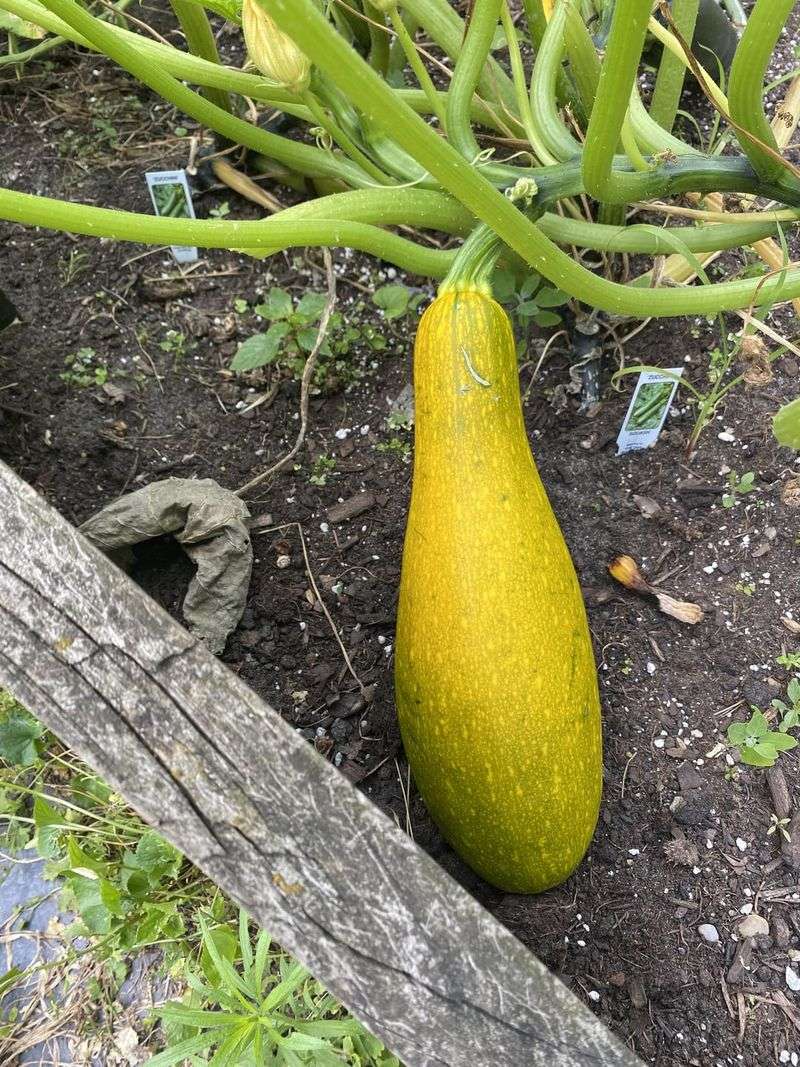 Squash: The Heavy Shadower