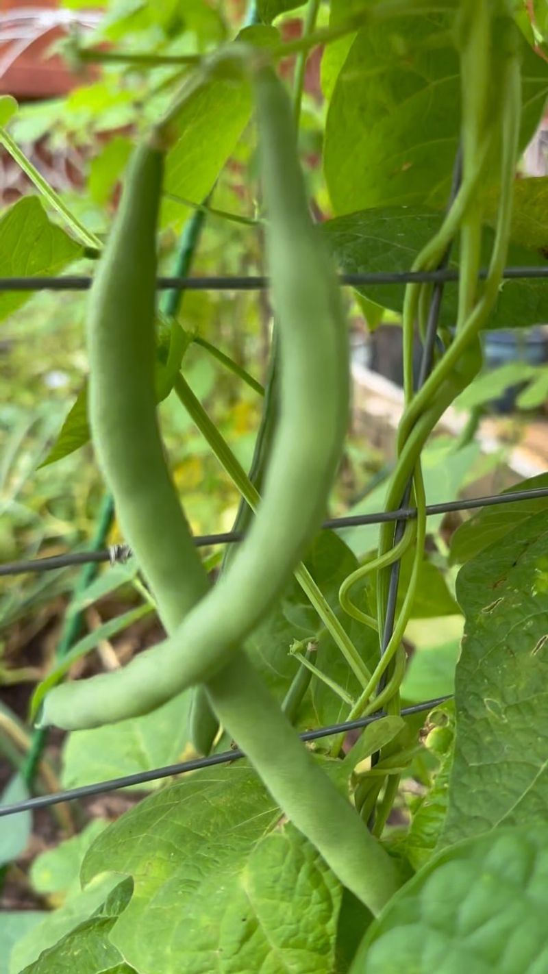 Green Beans