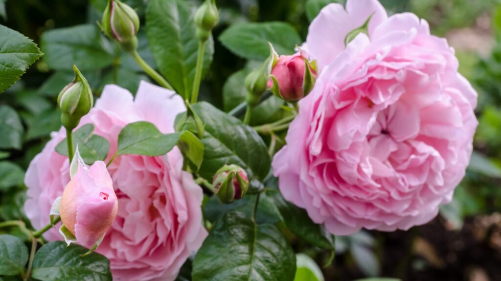 strawberry hill rose