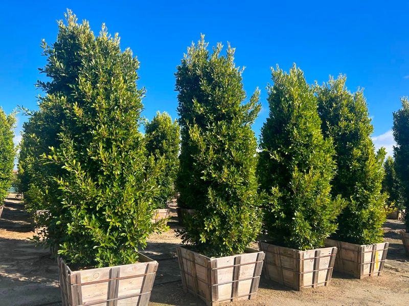 Carolina Cherry Laurel