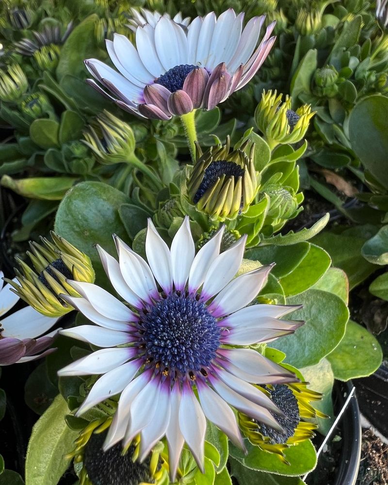 Osteospermum