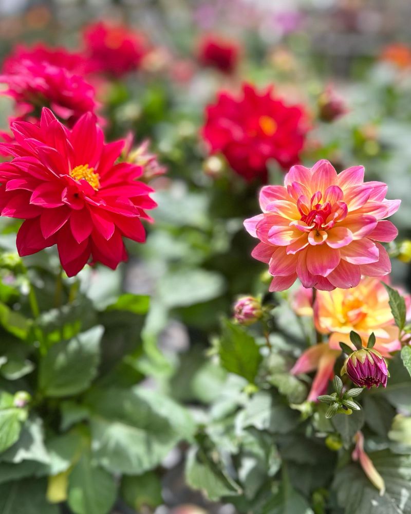 Dazzling Dwarf Dahlias