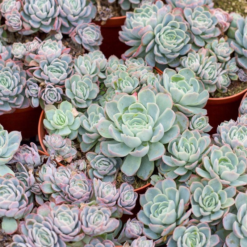 Echeveria