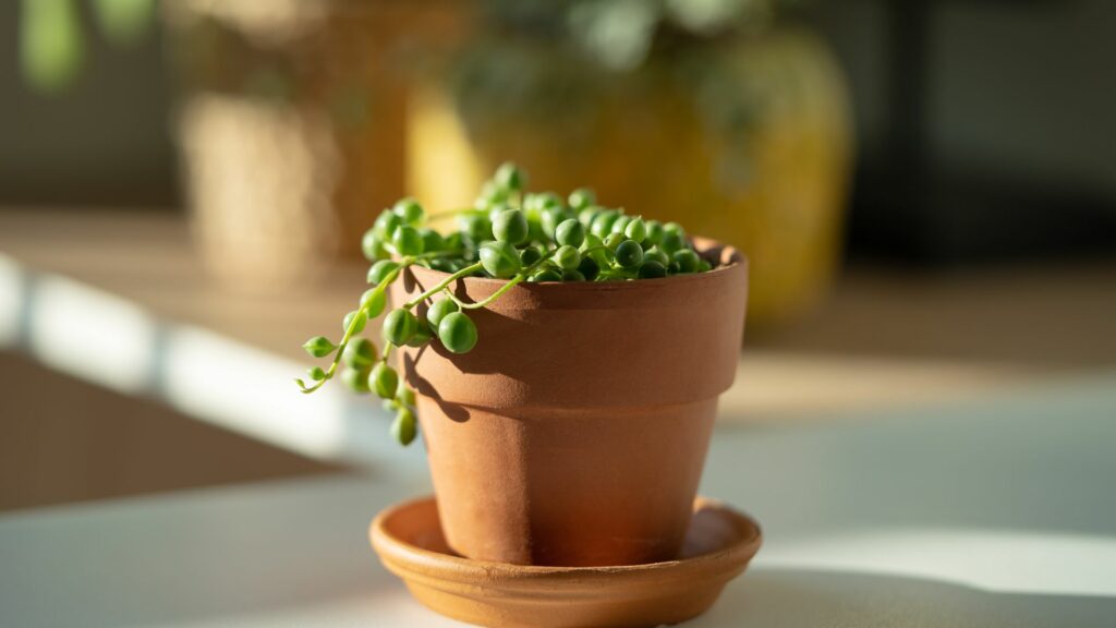 String of Pearls