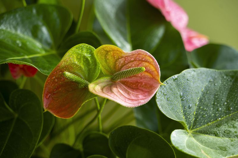 Anthurium: The Flamingo Flower That Wilts