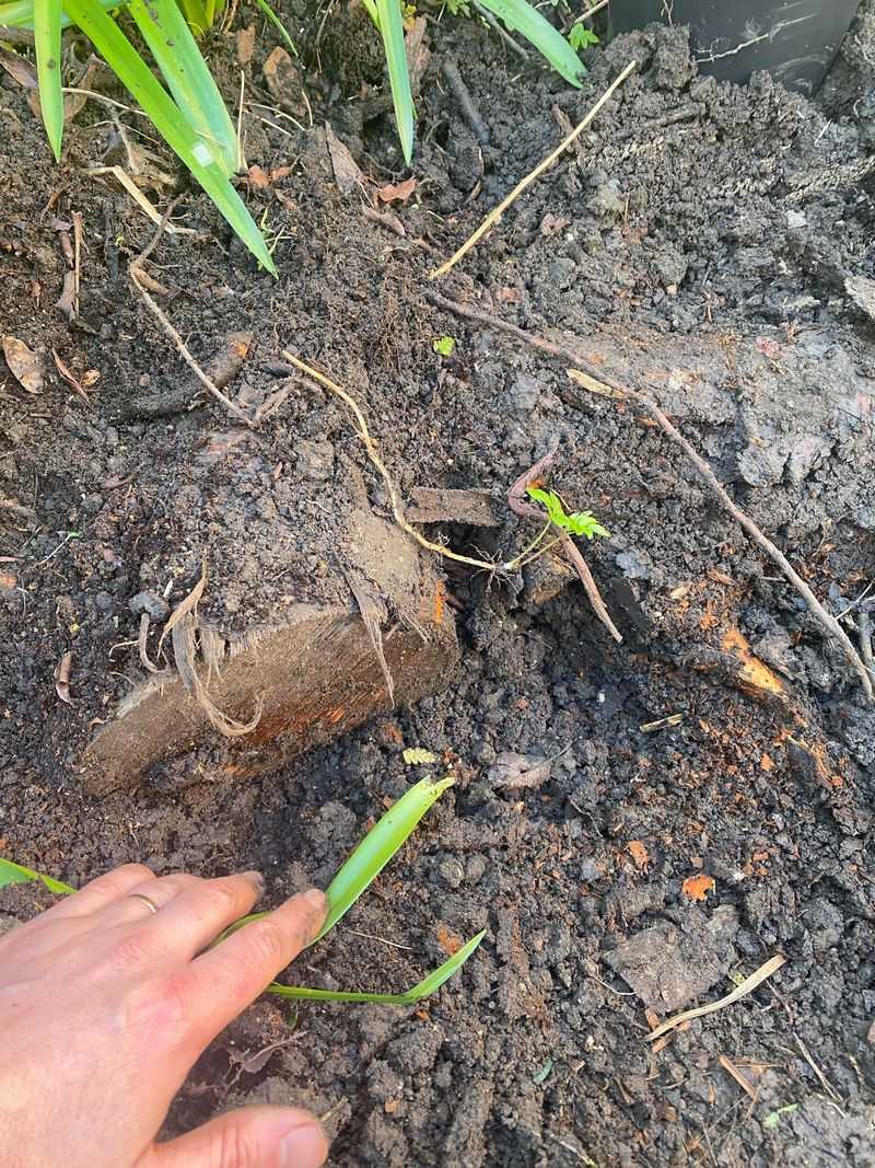 Root Ball Extraction Tool