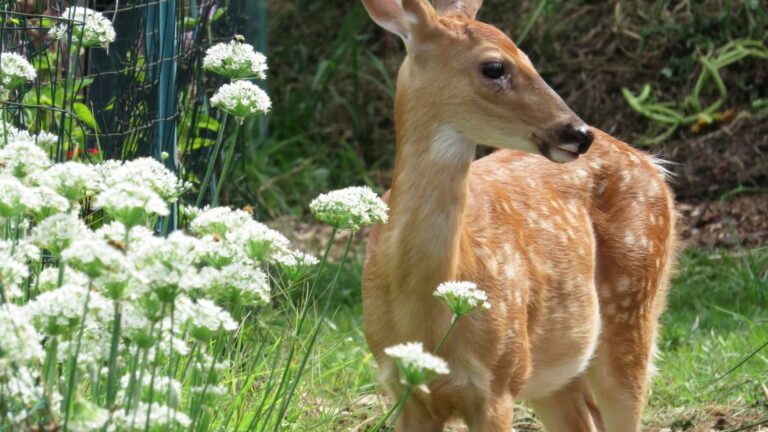 deer in garden