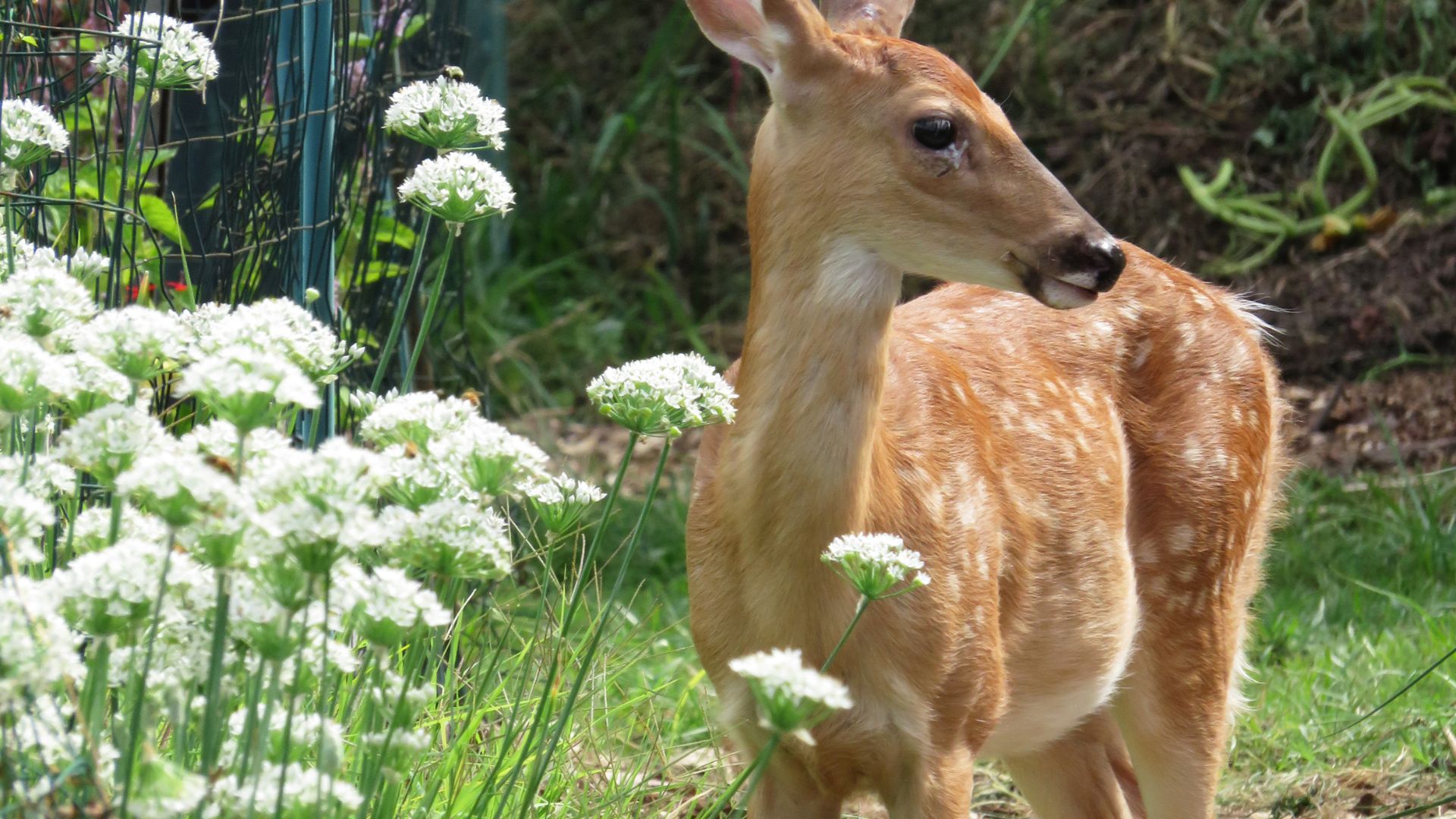 13 Stunning Ground Covers That Keep Deer Out Of Your Garden (Plus A Few Surprising Winners)