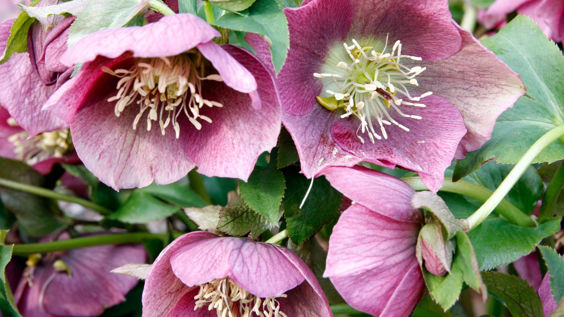 Hellebores