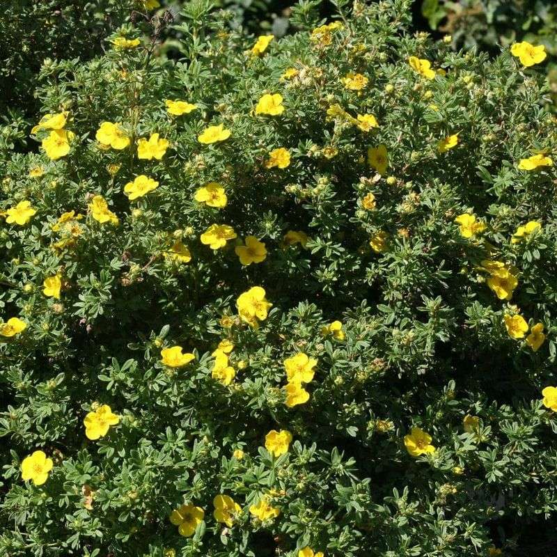 Cheerful Potentilla Shrubs