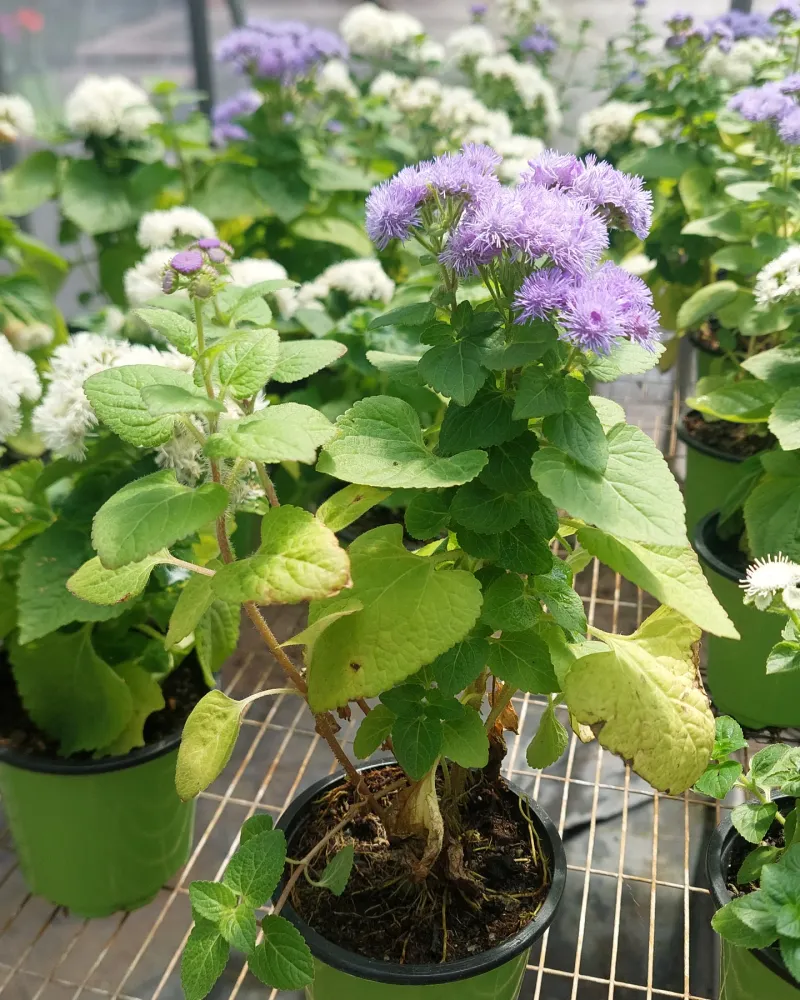 Yellow or Pale Green Leaves