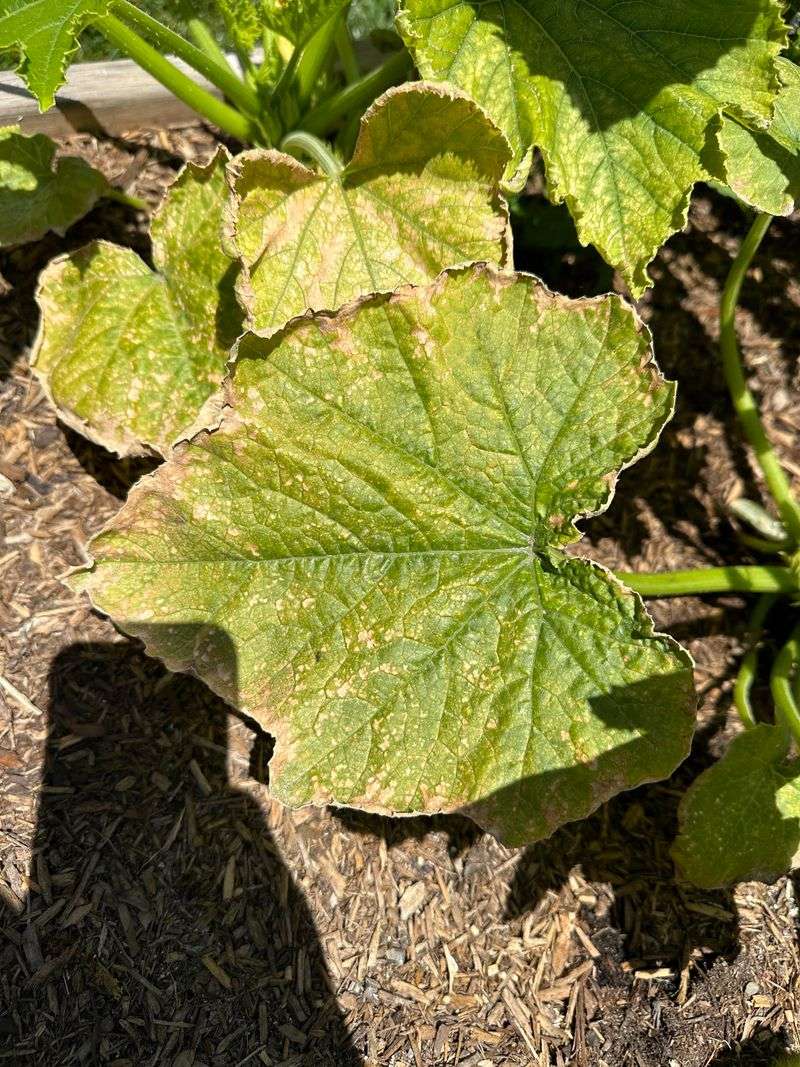Brown Veins