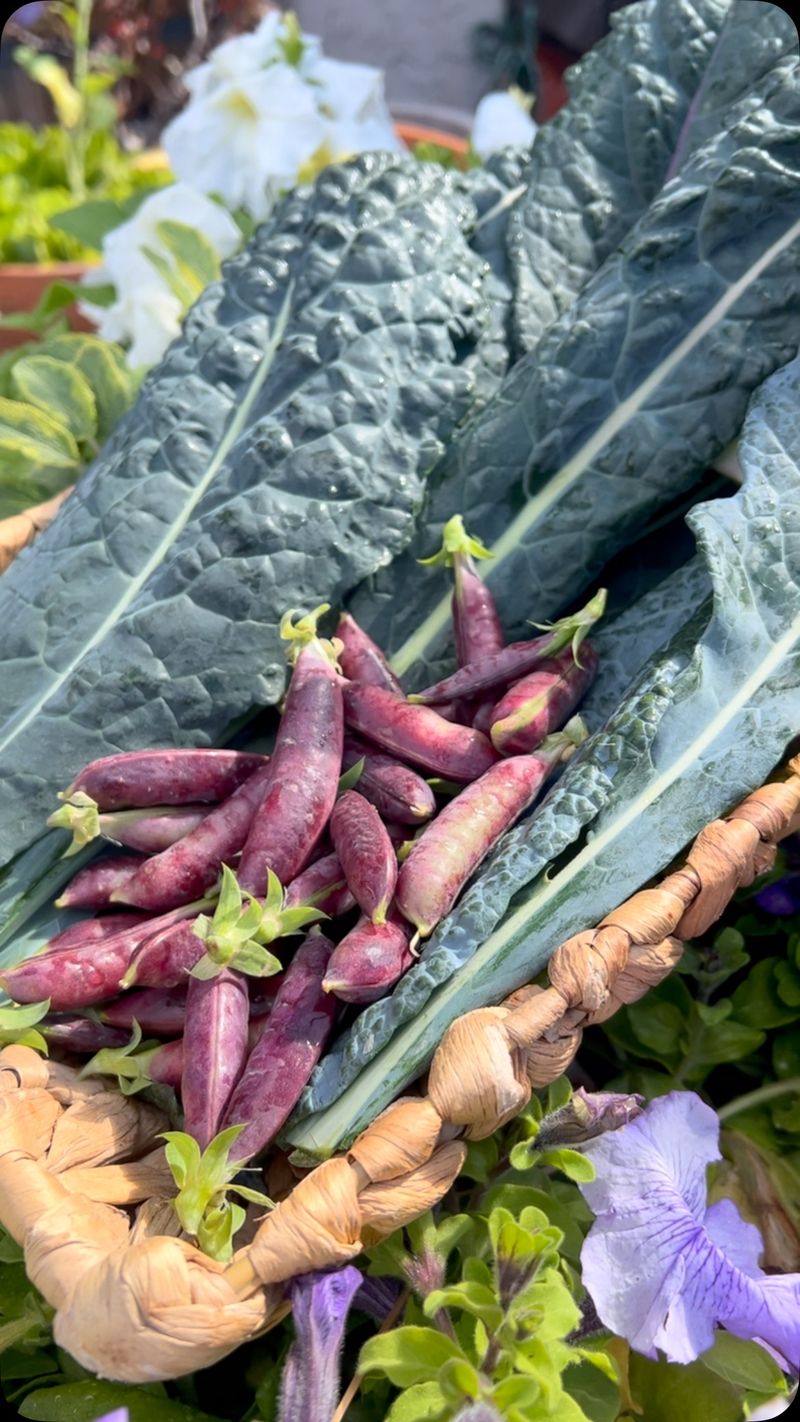 Harvest Spring Crops Properly