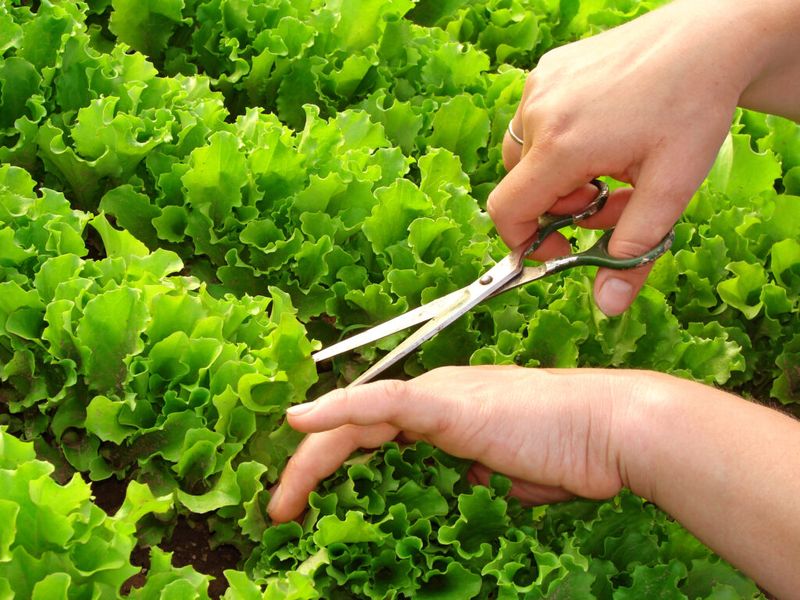 Clean Cutting Technique