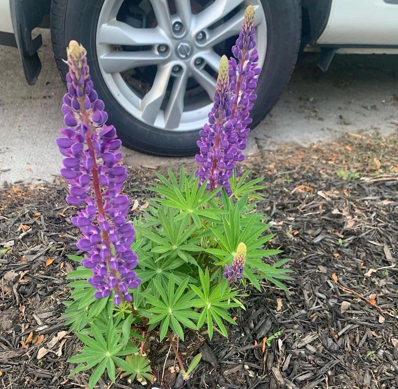 Lupines
