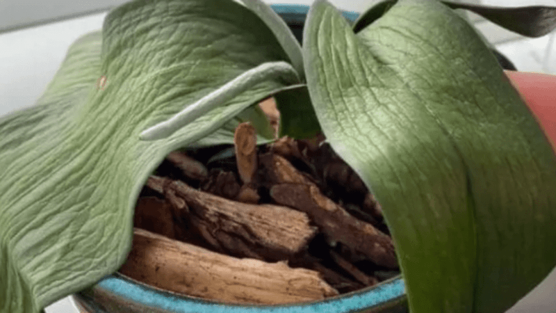 Physical Damage To Roots