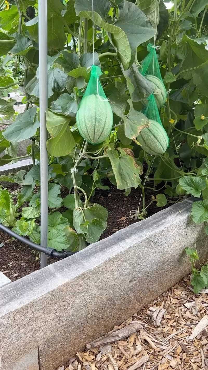 Vertical Trellis System