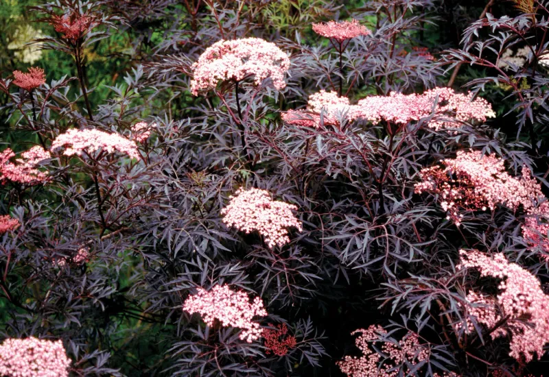 Elderberry