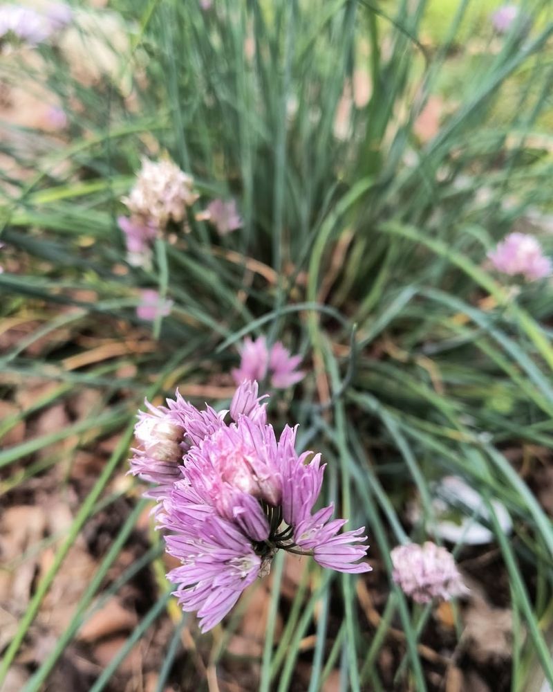 Chives: Quiet Heat Persistence