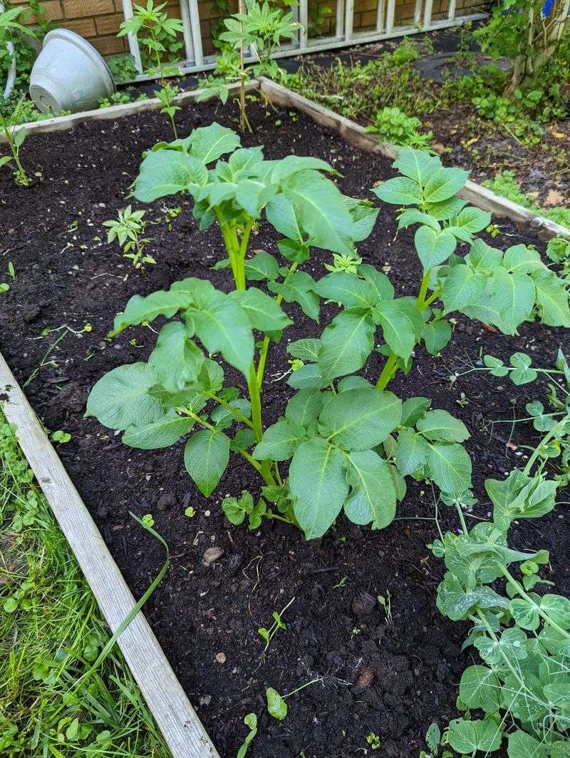 Potatoes