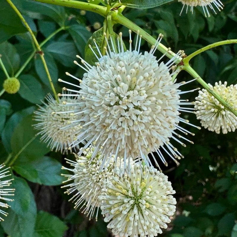 Buttonbush (Cephalanthus occidentalis)