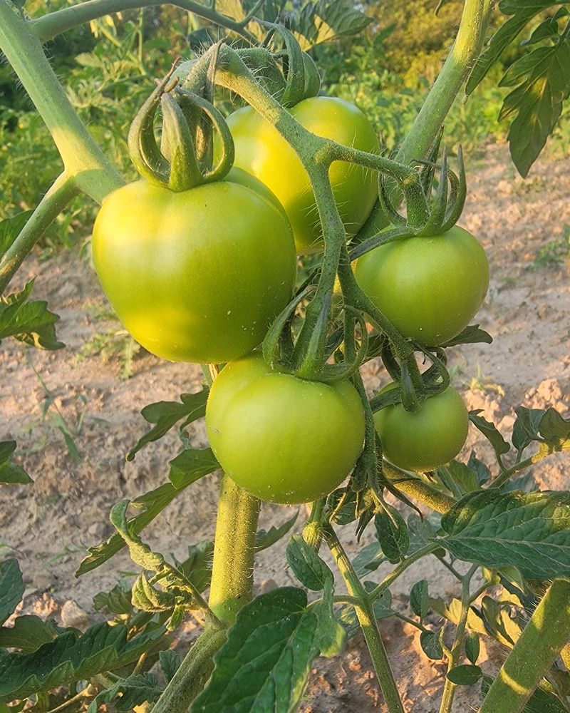 Better Boy: The Classic Backyard Tomato