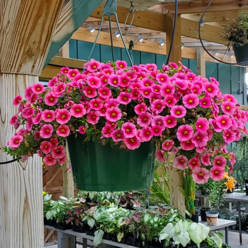 Cascading Calibrachoa Combos