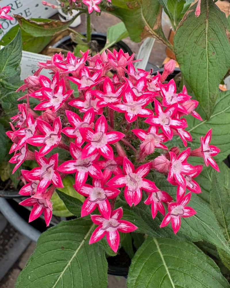 Pollinator-Friendly Pentas Pots