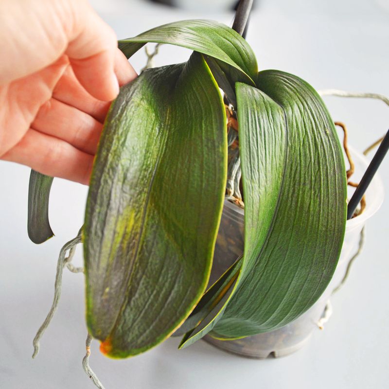 Sunburn Damage