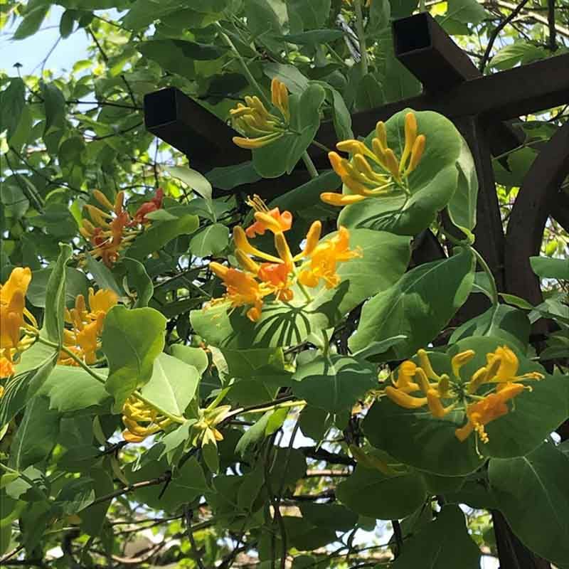 Golden Honeysuckle