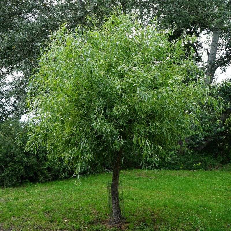 Water-Hungry Willow Trees