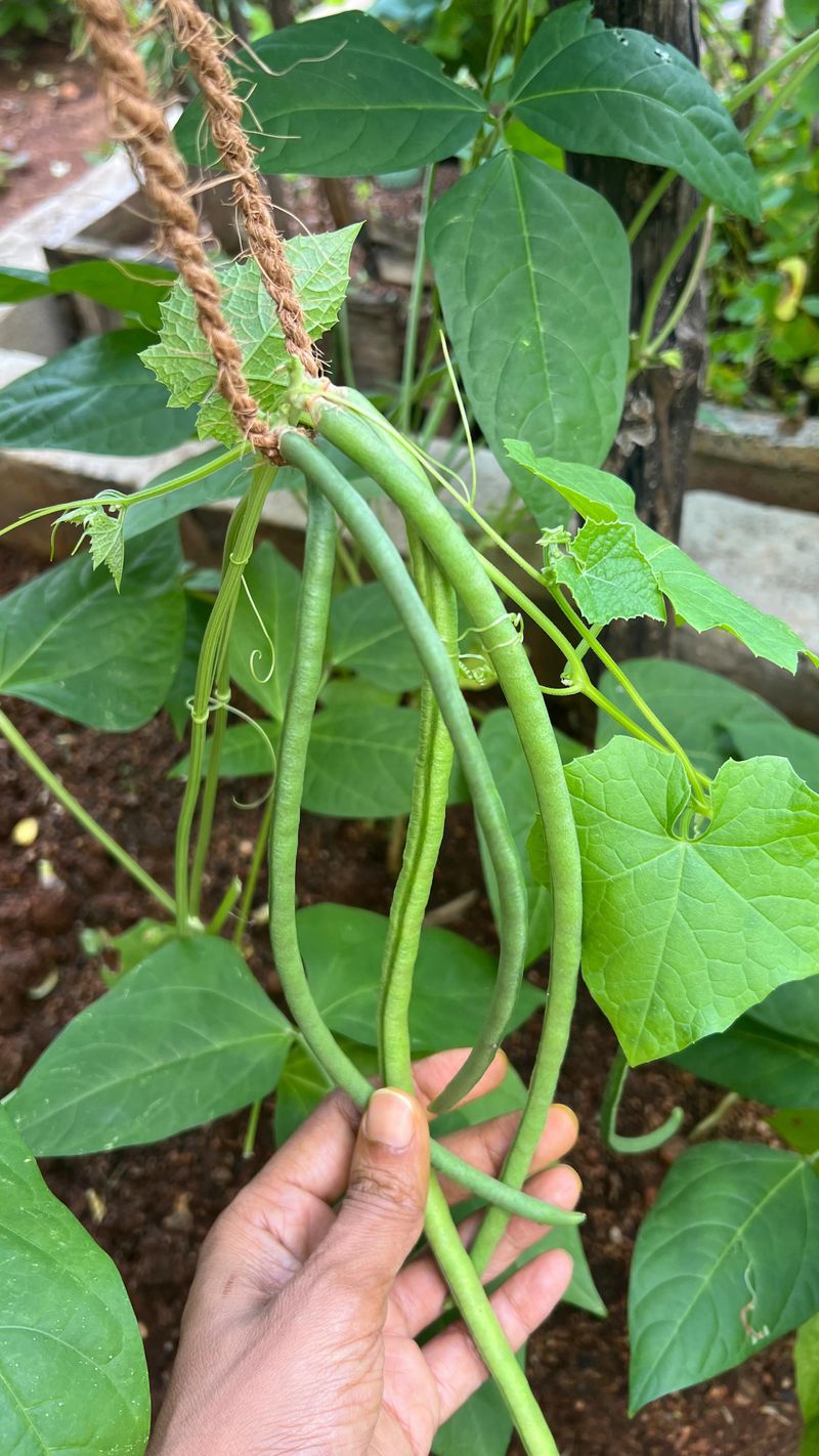 Cowpeas