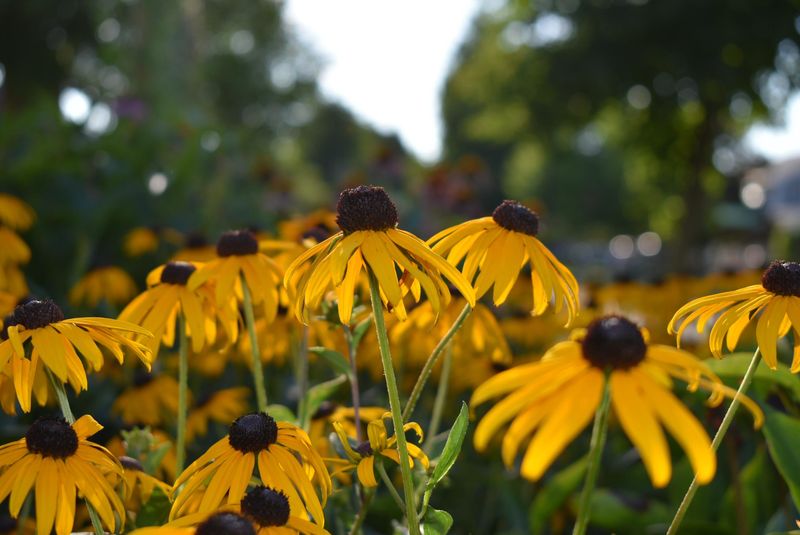 Black-Eyed Susan