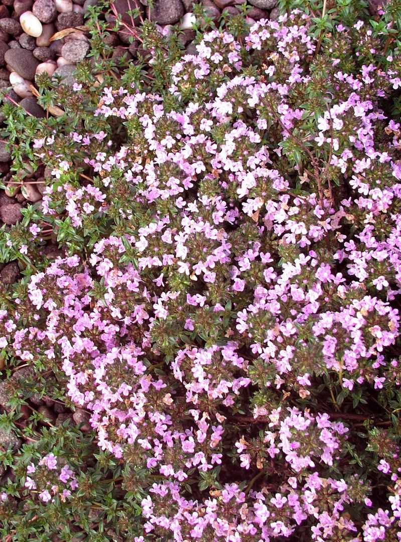 Creeping Thyme