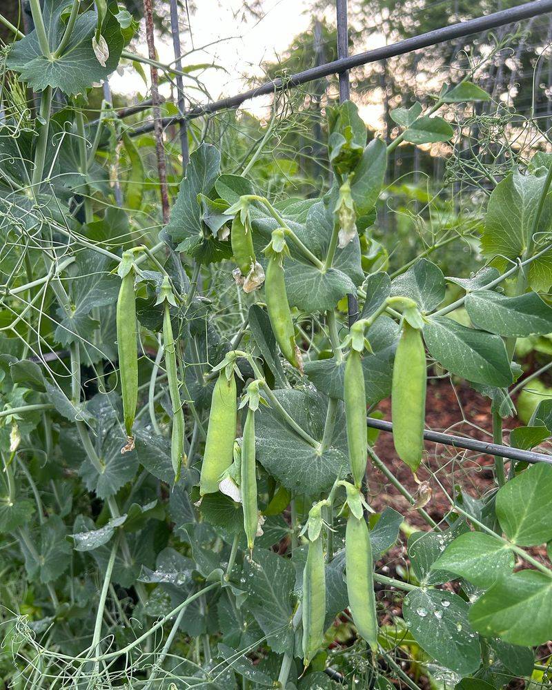 Peas