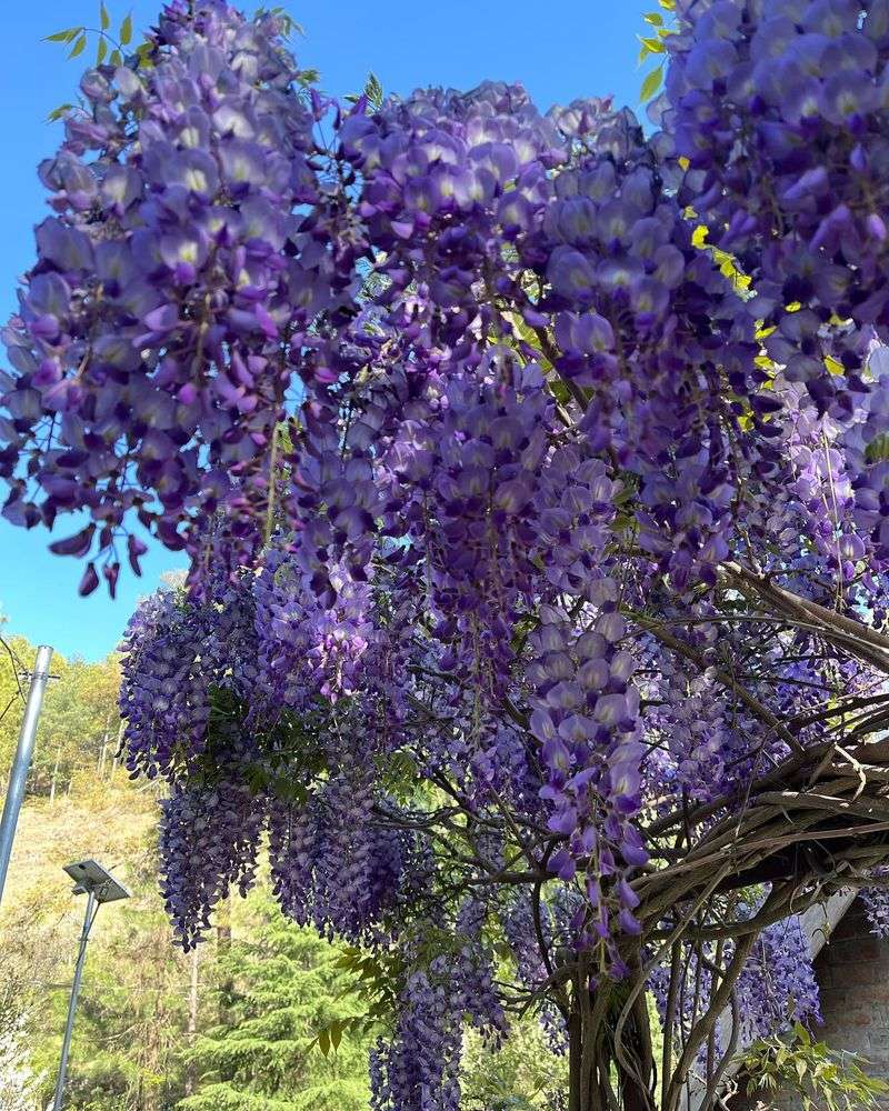 Wisteria