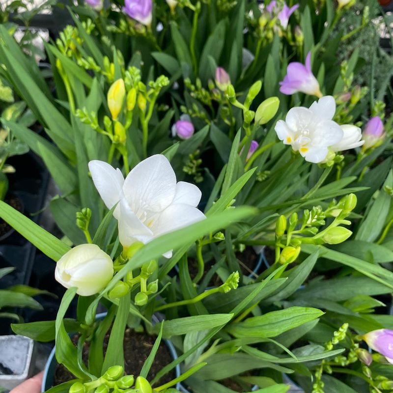 Freesia