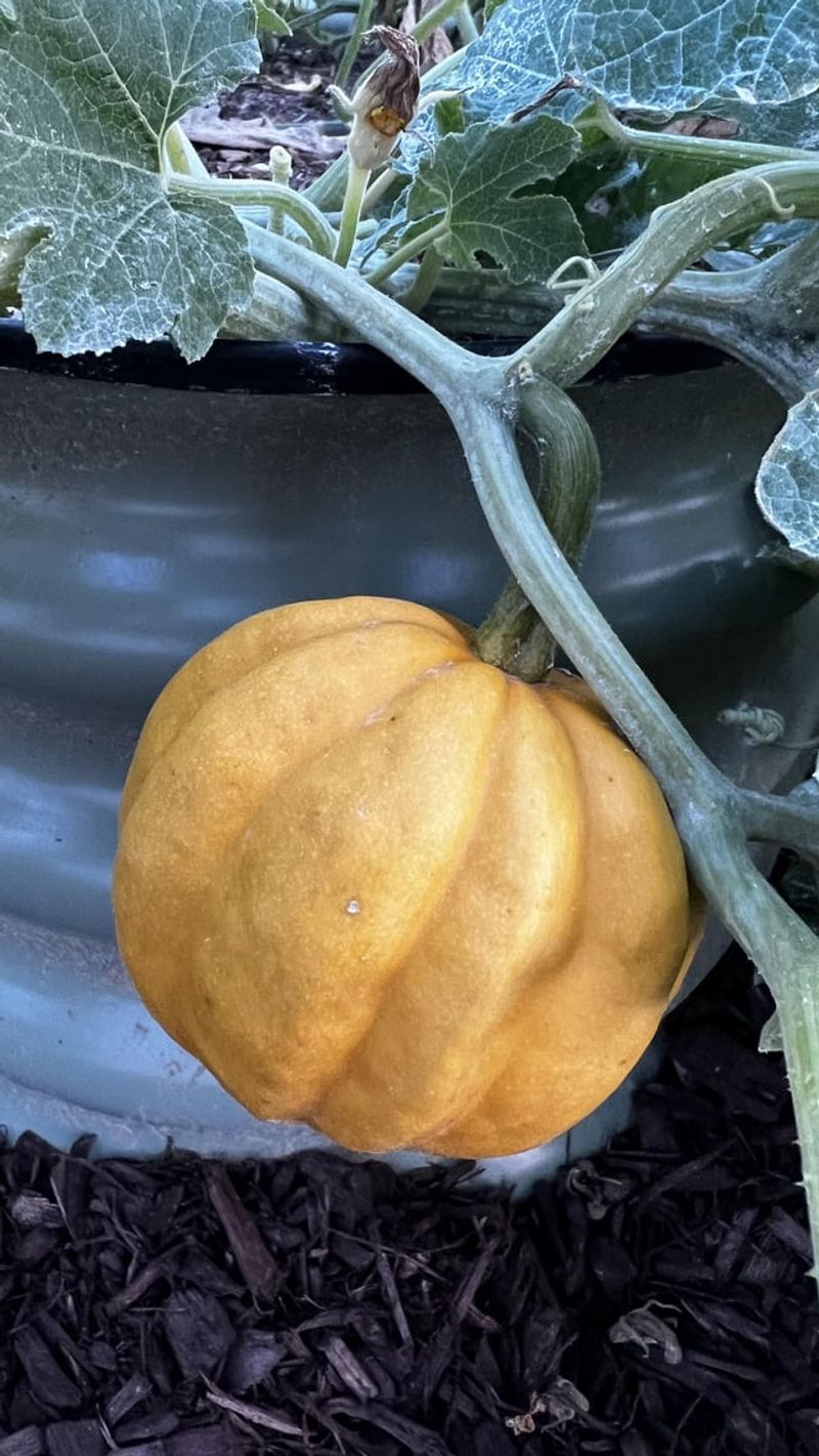 Squash