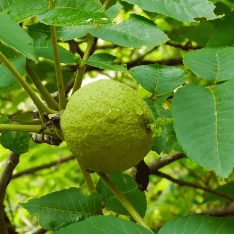 Walnut Trees And Vegetables: Toxic Relationships